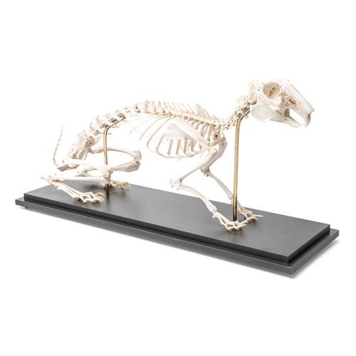 Esqueleto de coelho (Oryctolagus cuniculus var. Domestica), preparado, 1020985 [T300081], Roedores (Rodentia)