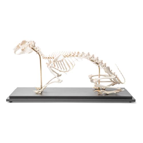 Esqueleto de coelho (Oryctolagus cuniculus var. Domestica), preparado, 1020985 [T300081], Roedores (Rodentia)