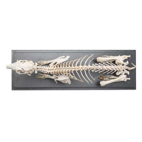 Esqueleto de coelho (Oryctolagus cuniculus var. Domestica), preparado, 1020985 [T300081], Animais de estimação