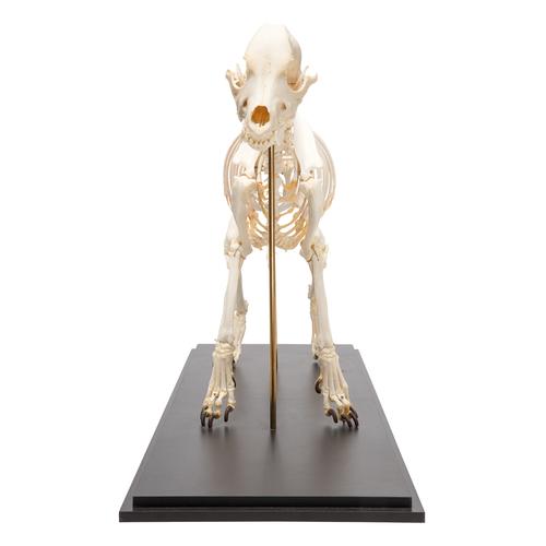 Esqueleto de cachorro (Canis lupus familiaris), tamanho L, preparado, 1020989 [T300091L], Carnívoros (Carnivora)