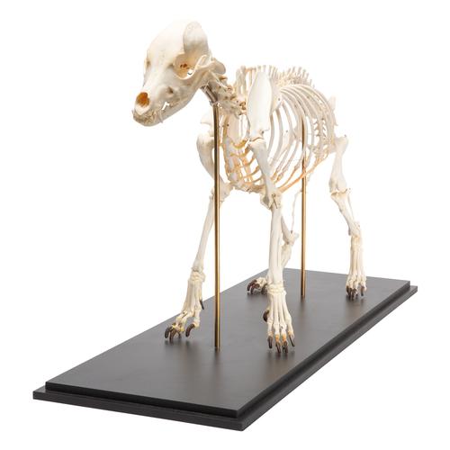 Esqueleto de cachorro (Canis lupus familiaris), tamanho L, preparado, 1020989 [T300091L], Animais de estimação