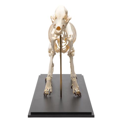 Esqueleto de cachorro (Canis lupus familiaris), tamanho L, preparado, 1020989 [T300091L], Carnívoros (Carnivora)