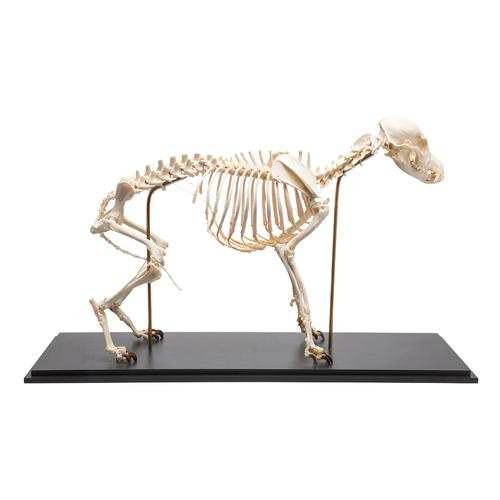 Esqueleto de cachorro (Canis lupus familiaris), tamanho M, preparado, 1020988 [T300091M], Animais de estimação