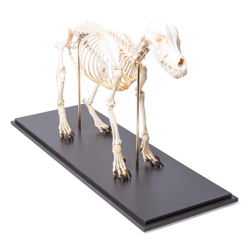 Esqueleto de cachorro (Canis lupus familiaris), tamanho M, preparado, 1020988 [T300091M], Carnívoros (Carnivora)