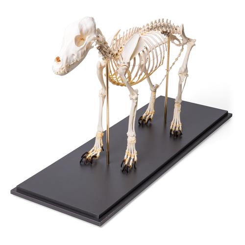 Esqueleto de cachorro (Canis lupus familiaris), tamanho M, preparado, 1020988 [T300091M], Animais de estimação