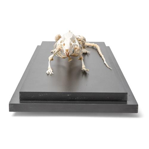 Esqueleto de rato (Rattus rattus), preparado, 1021036 [T300111], Roedores (Rodentia)
