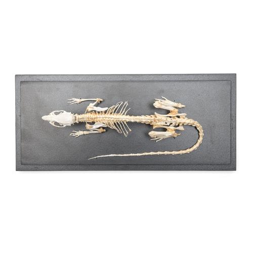 Esqueleto de rato (Rattus rattus), preparado, 1021036 [T300111], Pequenos Animais