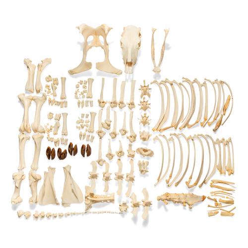 Esqueleto de boi (Bos taurus), sem chifres, desarticulado, 1020975 [T300121w/oU], Gado