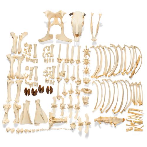 Esqueleto de bovino (Bos taurus), com chifres, desarticulado, 1020976 [T300121wU], Osteologia