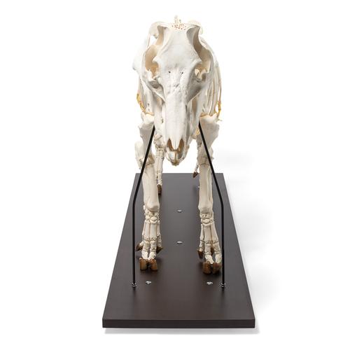 Esqueleto de porco domêstico (Sus scrofa domesticus), feminino, preparado, 1020996 [T300131f], Gado