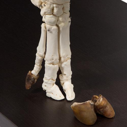 Esqueleto de porco domêstico (Sus scrofa domesticus), feminino, preparado, 1020996 [T300131f], Gado