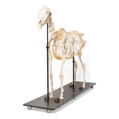 Esqueleto de cavalo (Equus ferus caballus), feminino, preparado, 1021002 [T300141f], Gado