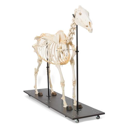 Esqueleto de cavalo (Equus ferus caballus), feminino, preparado, 1021002 [T300141f], Gado