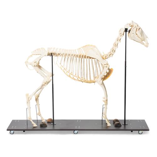 Esqueleto de cavalo (Equus ferus caballus), masculino, preparado, 1021003 [T300141m], Gado