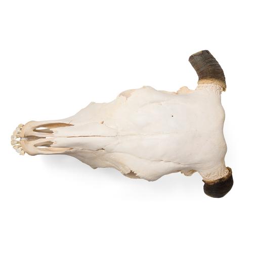 Crânio de boi (Bos taurus), com chifres, preparado, 1020978 [T300151w], Gado