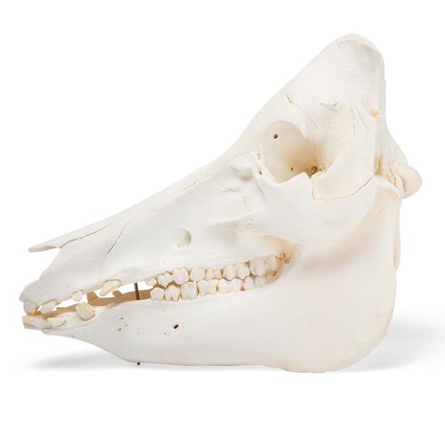 Crânio de porco domêstico (Sus scrofa domesticus), feminino, preparado, 1021000 [T300161f], Gado