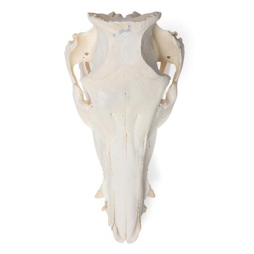 Crânio de porco domêstico (Sus scrofa domesticus), feminino, preparado, 1021000 [T300161f], Gado