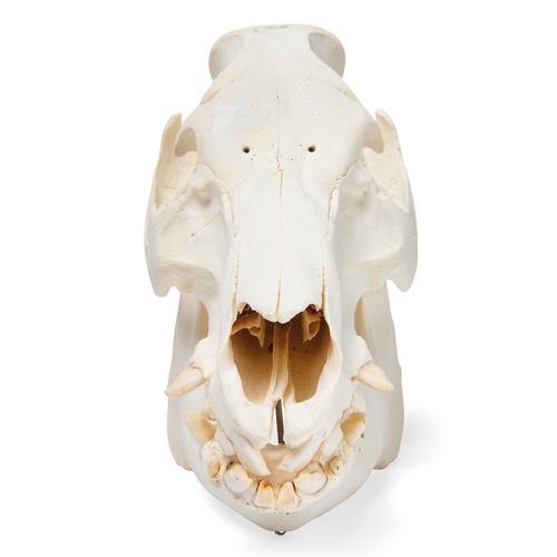 Crânio de porco domêstico (Sus scrofa domesticus),  masculino, preparado, 1021001 [T300161m], Gado