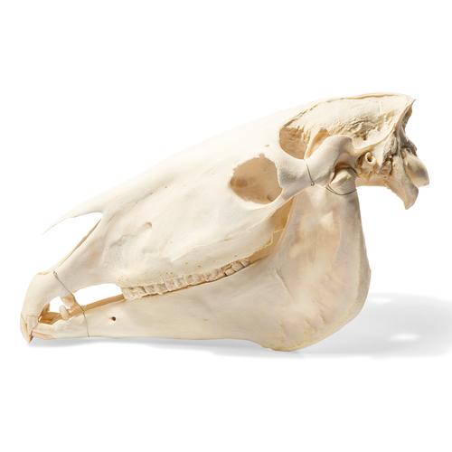 Crânio de cavalo (Equus ferus caballus), preparado, 1021006 [T300171], Gado