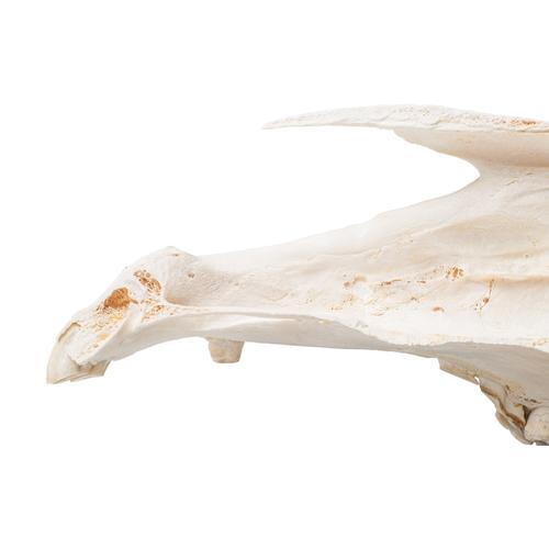 Meio crânio de cavalo (Equus ferus caballus), preparado, 1021008 [T300172], Gado