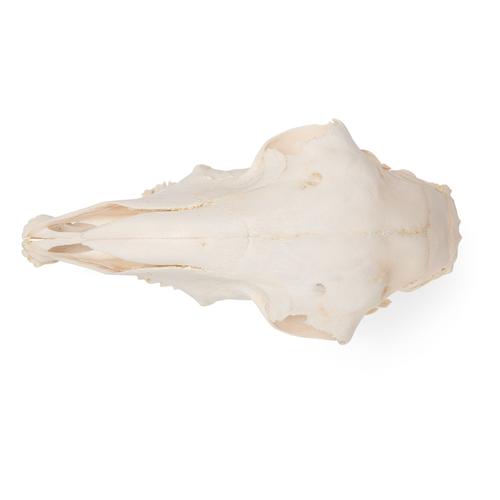 Crânio de ovelha domêstica (Ovis aries), feminino, preparado, 1021028 [T300181f], Gado