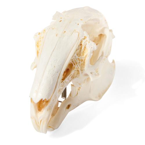 Crânio de coelho (Oryctolagus cuniculus var. Domestica), preparado, 1020987 [T300191], Estomatologia