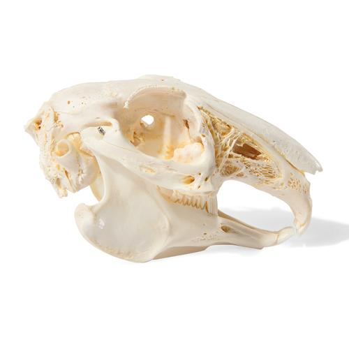 Crânio de coelho (Oryctolagus cuniculus var. Domestica), preparado, 1020987 [T300191], Roedores (Rodentia)