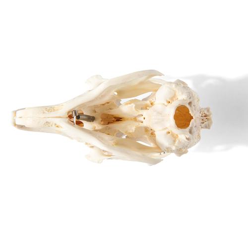 Crânio de coelho (Oryctolagus cuniculus var. Domestica), preparado, 1020987 [T300191], Animais de estimação