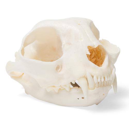 Crânio de gato (Felis catus), preparado, 1020972 [T300201], Estomatologia