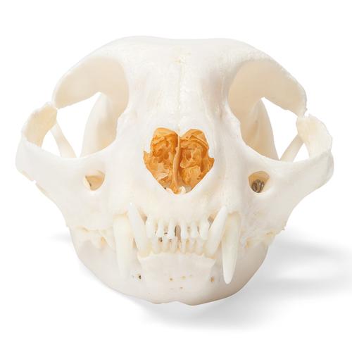 Crânio de gato (Felis catus), preparado, 1020972 [T300201], Estomatologia