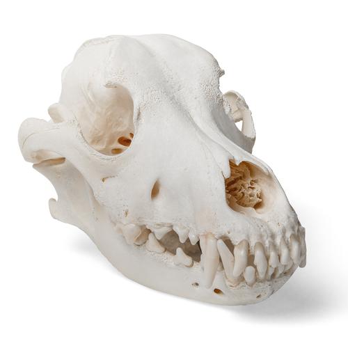 Crânio de cachorro (Canis lupus familiaris), tamanho L, preparado, 1020995 [T30021L], Carnívoros (Carnivora)