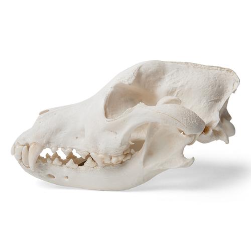 Crânio de cachorro (Canis lupus familiaris), tamanho L, preparado, 1020995 [T30021L], Estomatologia