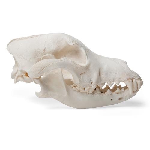 Crânio de cachorro (Canis lupus familiaris), tamanho M, preparado, 1020994 [T30021M], Carnívoros (Carnivora)