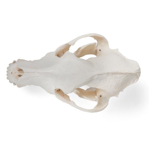 Crânio de cachorro (Canis lupus familiaris), tamanho M, preparado, 1020994 [T30021M], Carnívoros (Carnivora)
