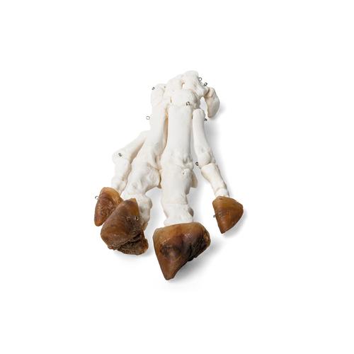 Pata de porco doméstico (Sus scrofa domesticus), espécime, 1021064 [T300221], Osteologia