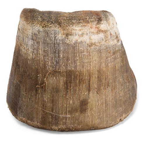 Pata e casco de cavalo (Equus ferus caballus), preparado, 1021051 [T300231], Osteologia