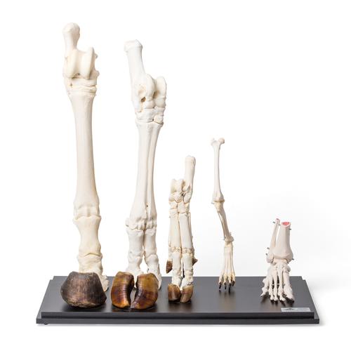 Pernas traseiras de diferentes mamíferos (Mammalia), 1021042 [T300241], Anatomia Comparativa