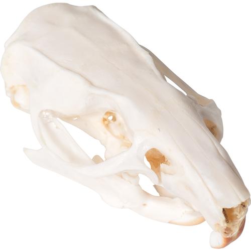 Crânio de rato (Rattus rattus), preparado, 1021038 [T300271], Roedores (Rodentia)