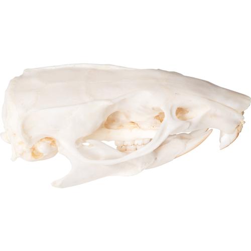 Crânio de rato (Rattus rattus), preparado, 1021038 [T300271], Roedores (Rodentia)