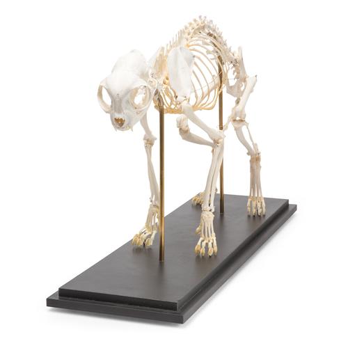 Esqueleto de gato (Felis catus), preparado, 1020969 [T300281], Animais de estimação