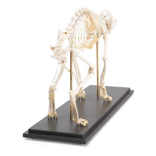 Esqueleto de gato (Felis catus), preparado, 1020969 [T300281], Animais de estimação