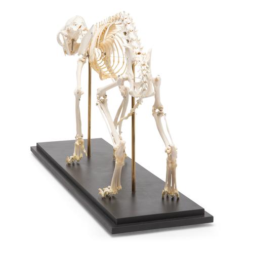 Esqueleto de gato (Felis catus), preparado, 1020969 [T300281], Carnívoros (Carnivora)