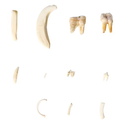 Tipos de dentes de diferentes mamíferos (Mammalia), versão deluxe, 1021046 [T300292], Anatomia Comparativa