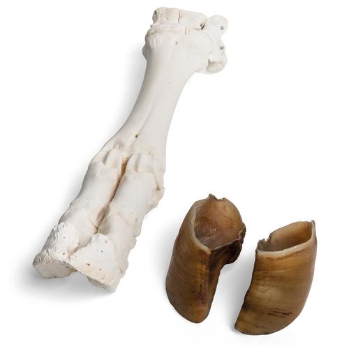 Pata de boi (Bos taurus), preparado, 1021063 [T300311], Osteologia
