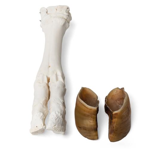 Pata de boi (Bos taurus), preparado, 1021063 [T300311], Anatomia Comparativa
