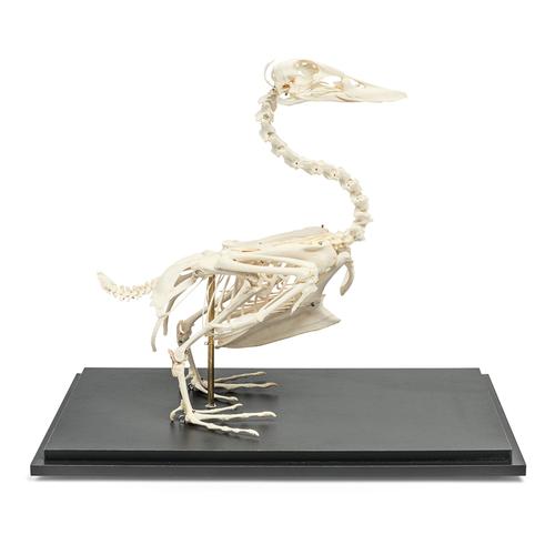 Esqueleto de pato (Anas platyrhynchis domestica), preparado, 1020979 [T300351], Ornitologia (pássaros)