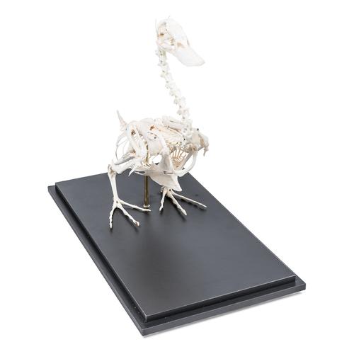 Esqueleto de pato (Anas platyrhynchis domestica), preparado, 1020979 [T300351], Ornitologia (pássaros)