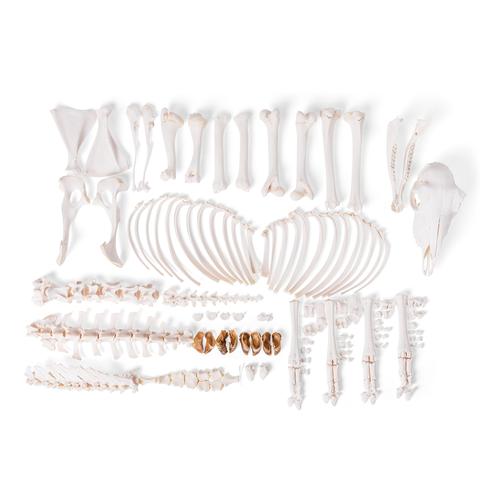 Esqueleto de ovelha doméstica (Ovis aries), feminino, desarticulado, 1021026 [T300361fU], Osteologia