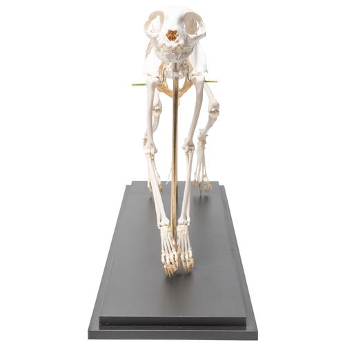 Esqueleto de gato (Felis catus), montado de forma flexível, preparado, 1020970 [T300391], Animais de estimação