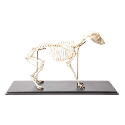 Esqueleto de cachorro (Canis lupus familiaris), tamanho L, preparado de forma flexível, preparado, 1020991 [T300401L], Animais de estimação